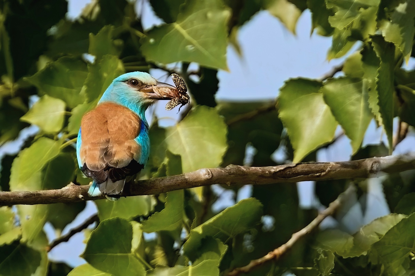 Mandelík hajní  ( Coracias garrulus )
