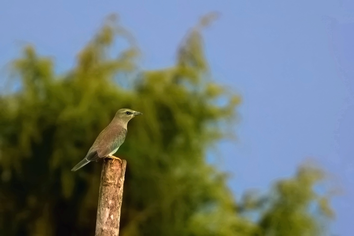 Mandelík hajní  ( Coracias garrulus )