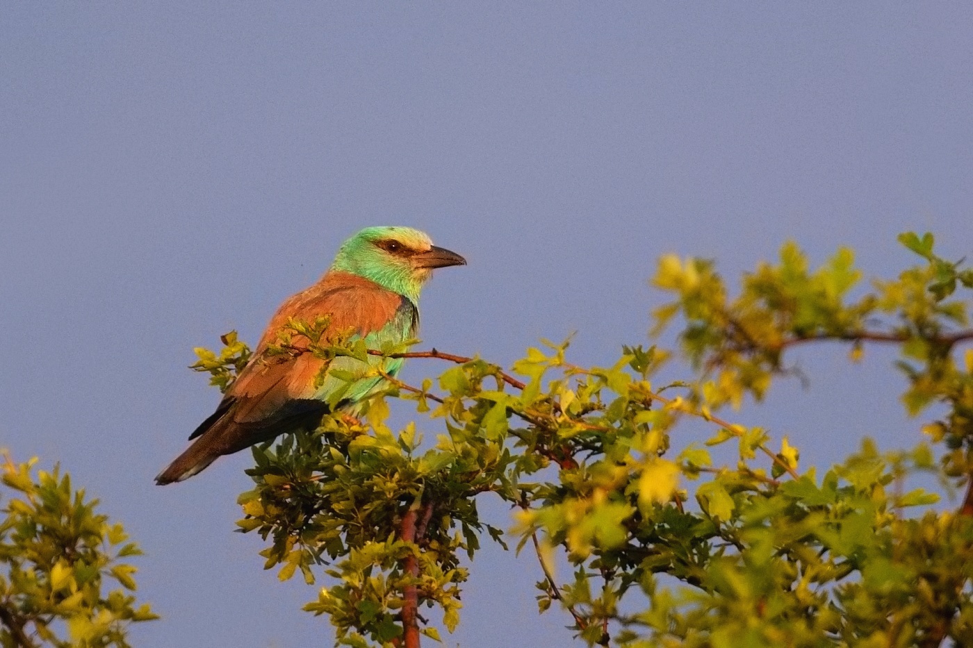 Mandelík hajní  ( Coracias garrulus )