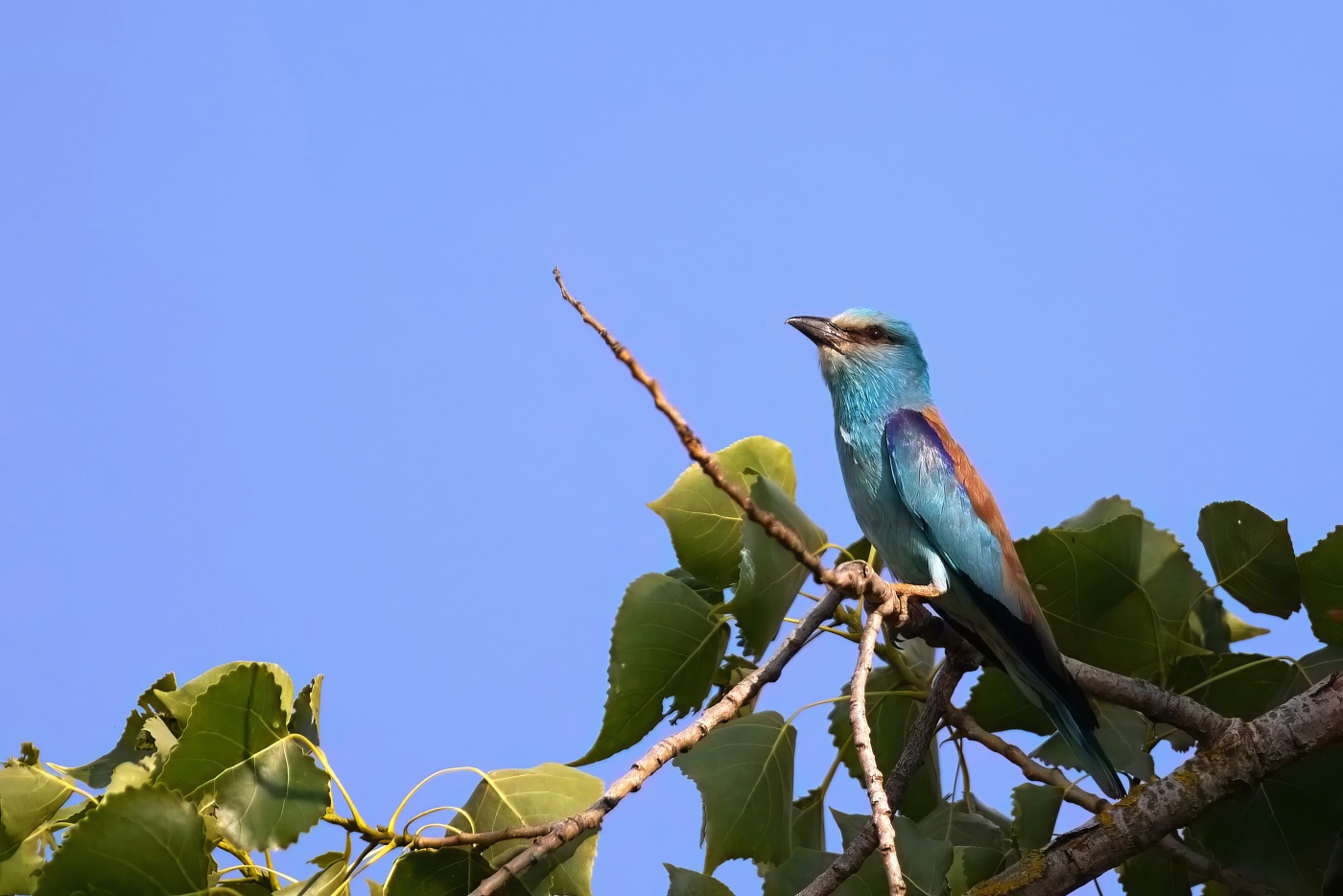 Mandelík hajní  ( Coracias garrulus )