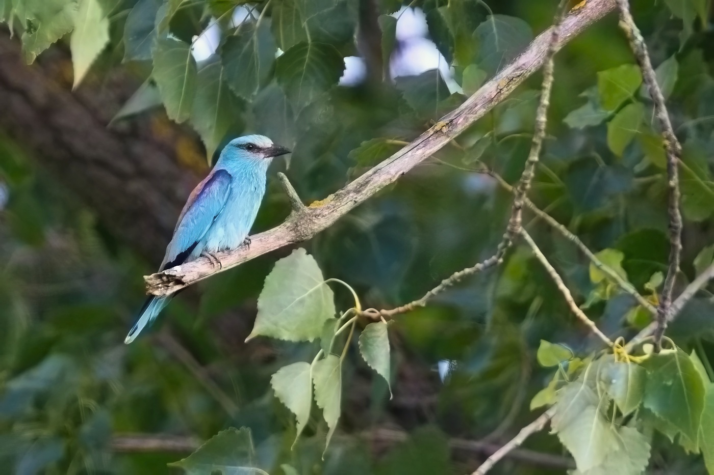 Mandelík hajní  ( Coracias garrulus )
