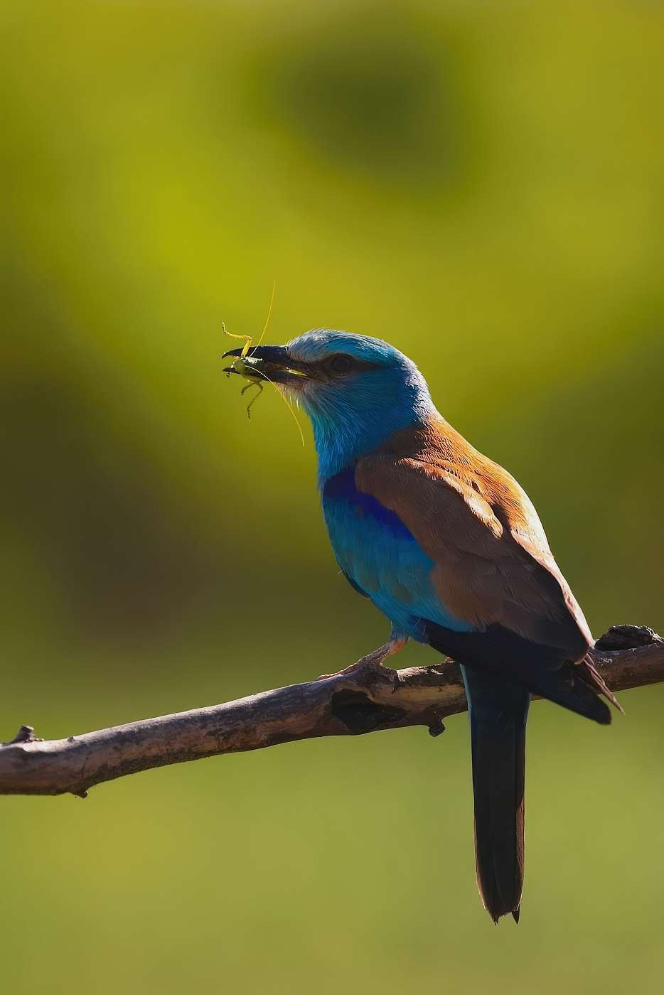 Mandelík hajní  ( Coracias garrulus )