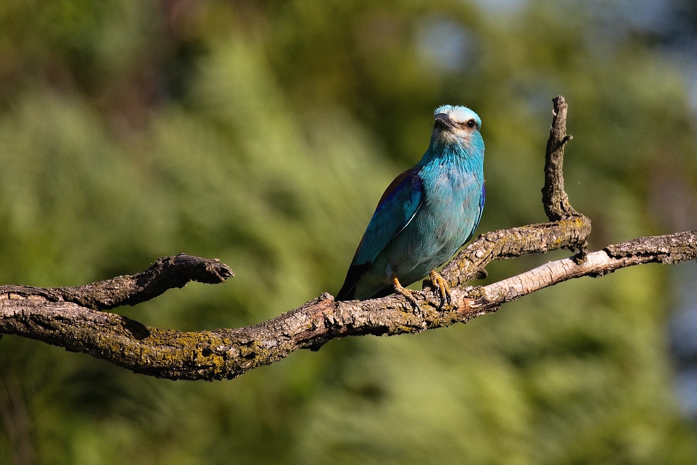 Mandelík hajní  ( Coracias garrulus )