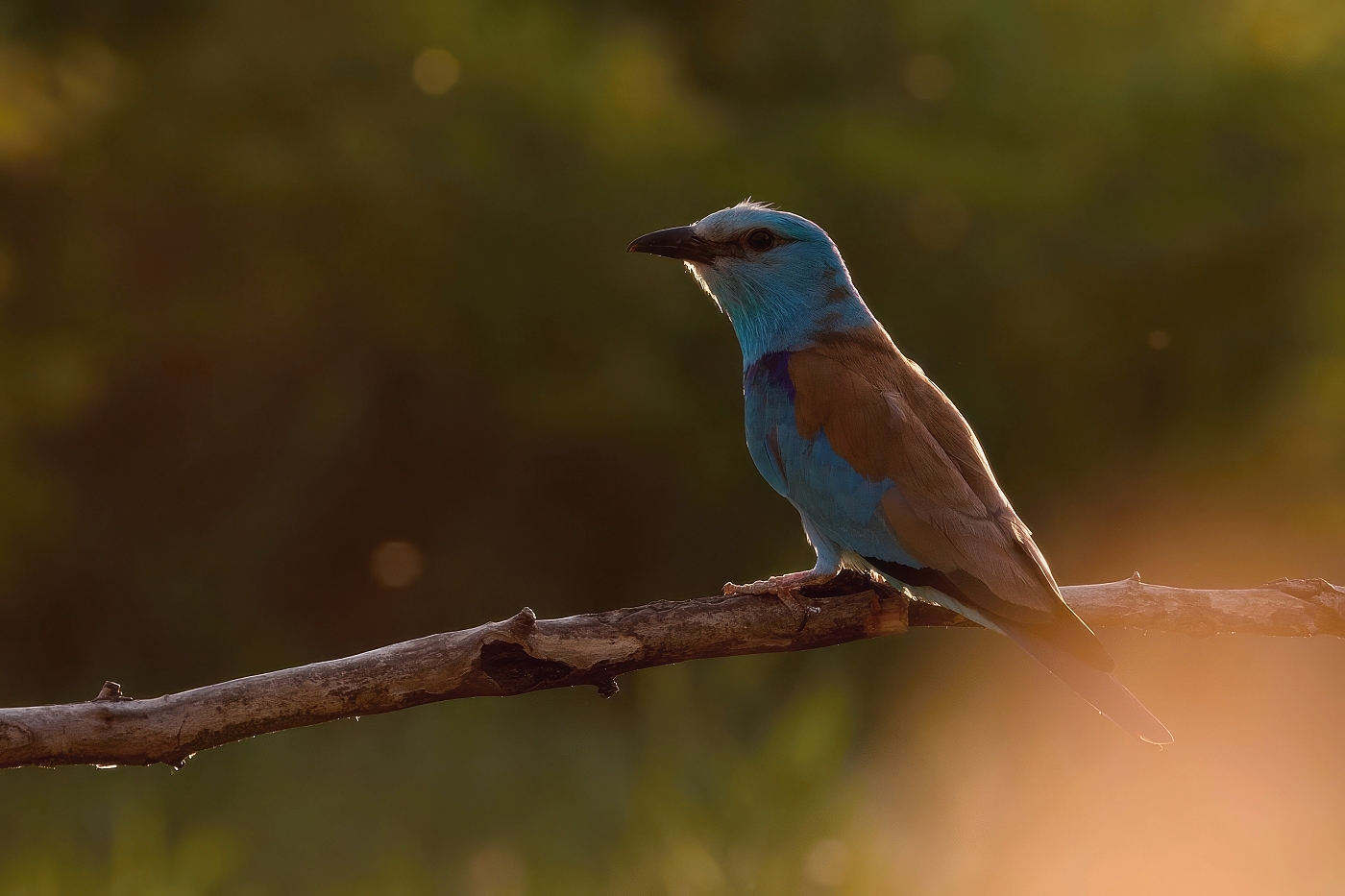 Mandelík hajní  ( Coracias garrulus )
