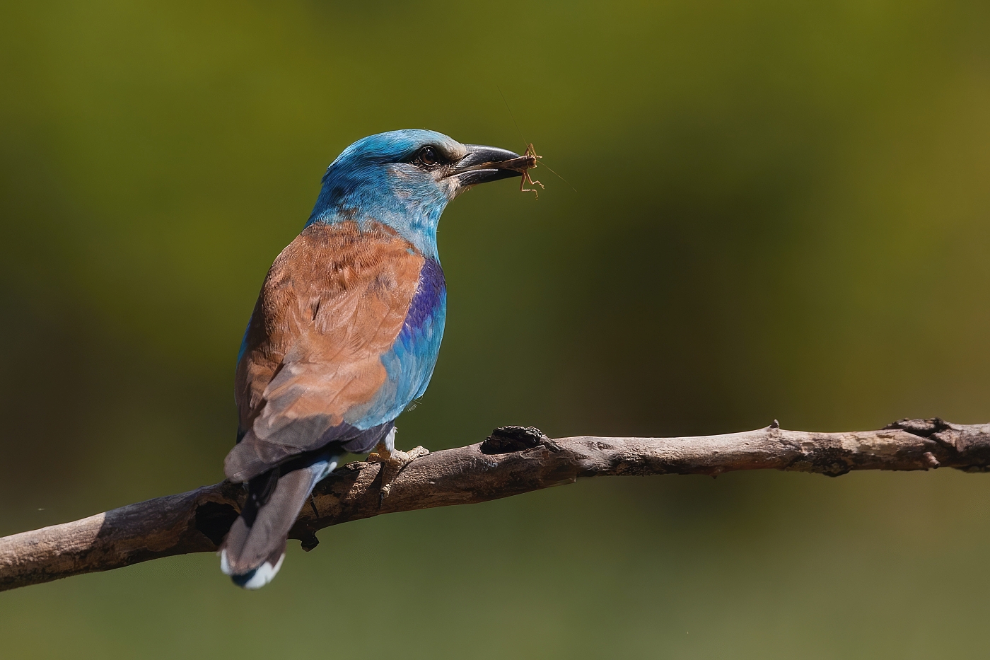 Mandelík hajní  ( Coracias garrulus )