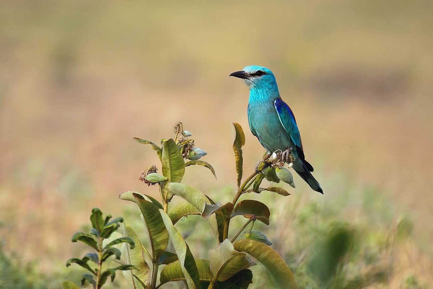 Mandelík hajní  ( Coracias garrulus )