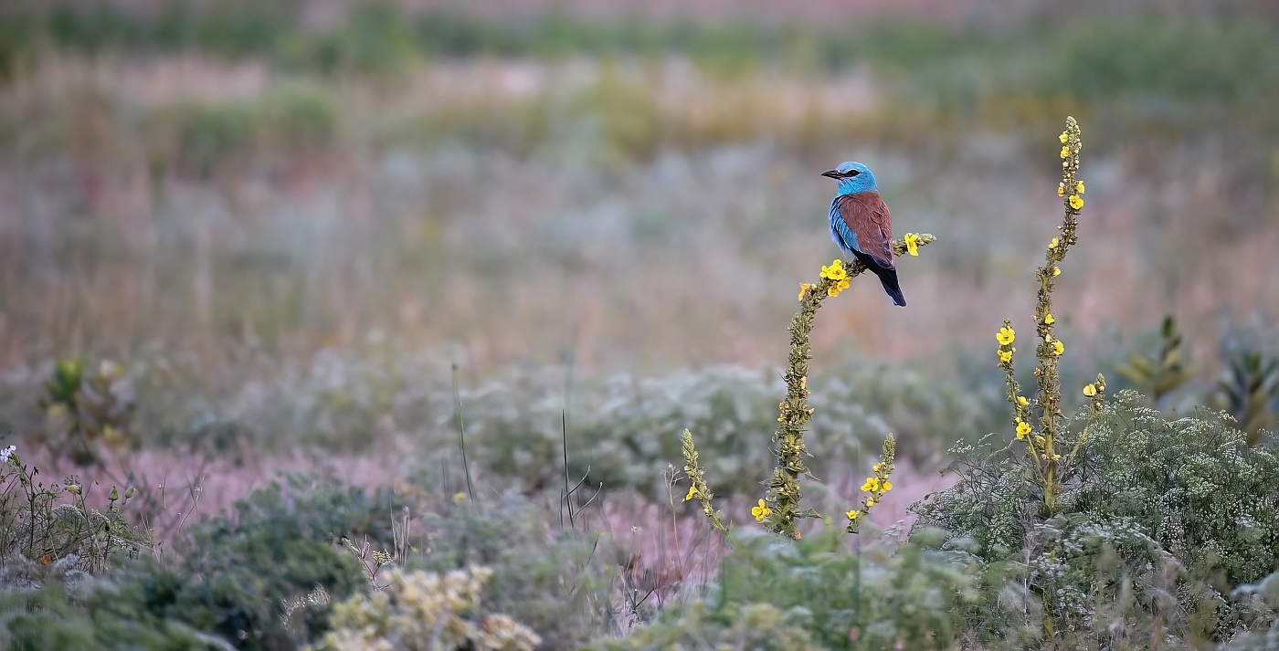 Mandelík hajní  ( Coracias garrulus )