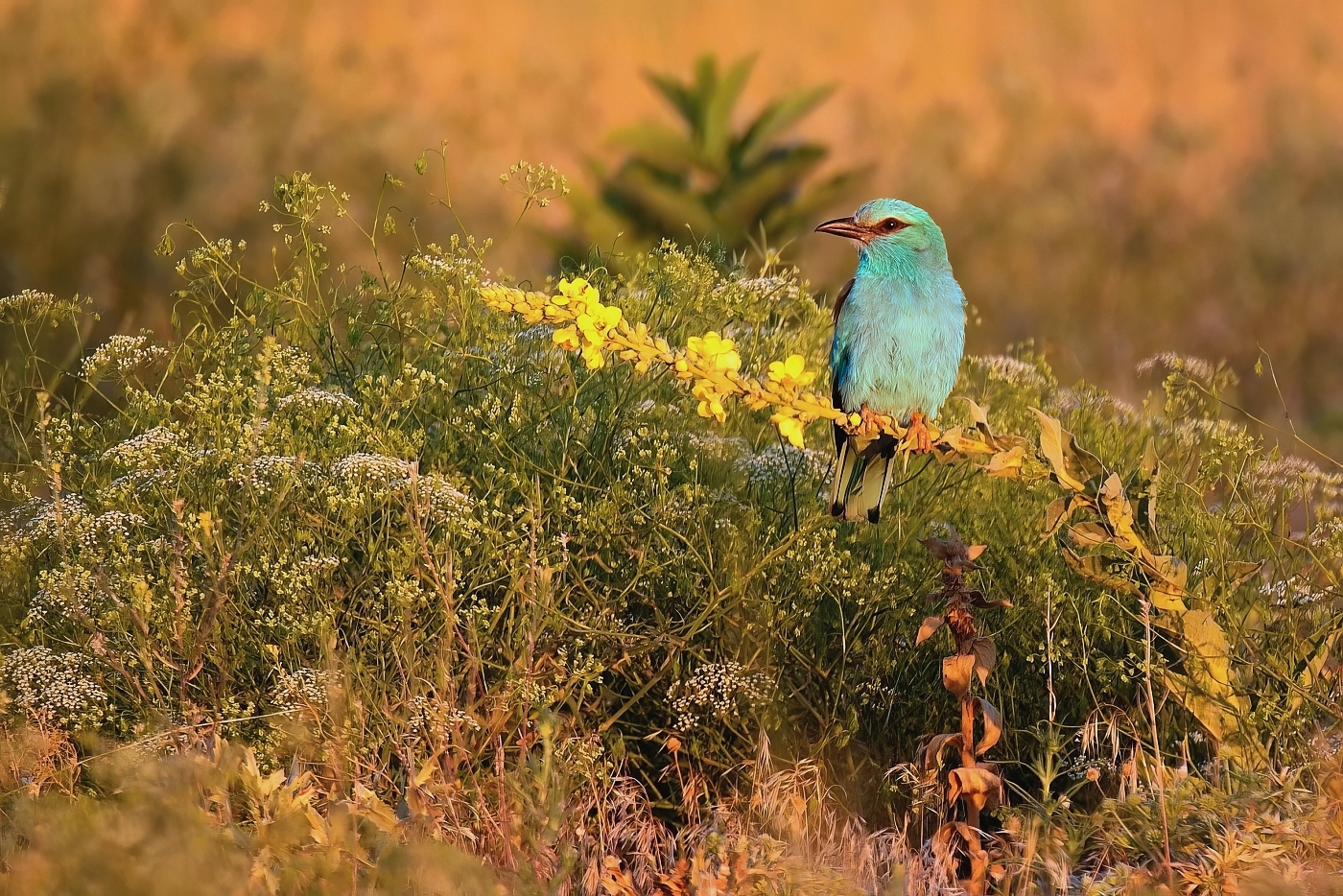 Mandelík hajní  ( Coracias garrulus )