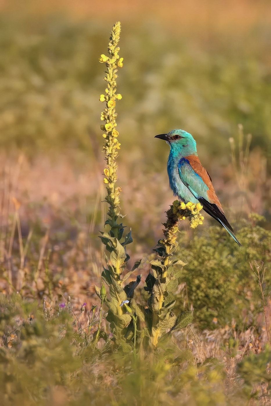 Mandelík hajní  ( Coracias garrulus )