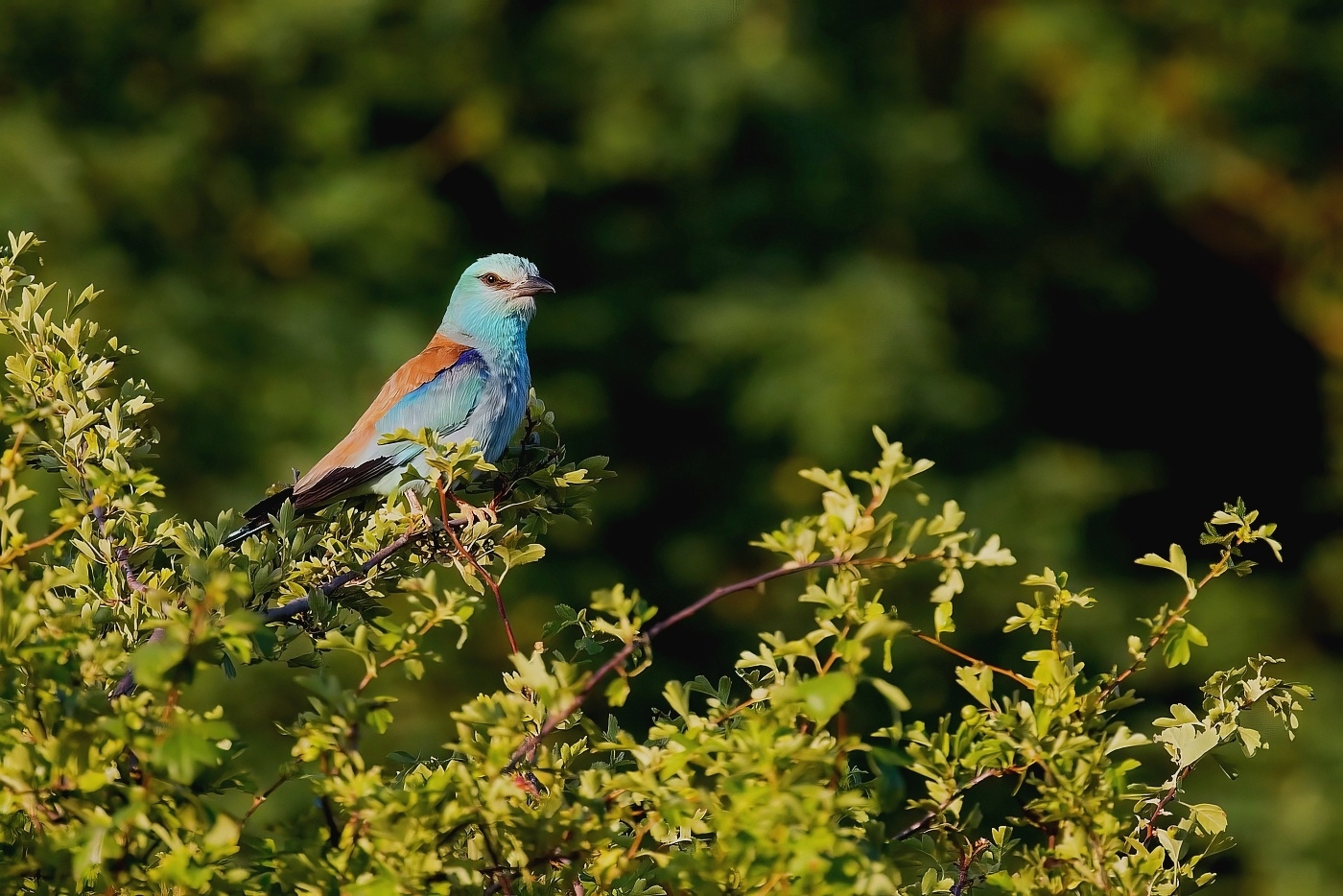 Mandelík hajní  ( Coracias garrulus )