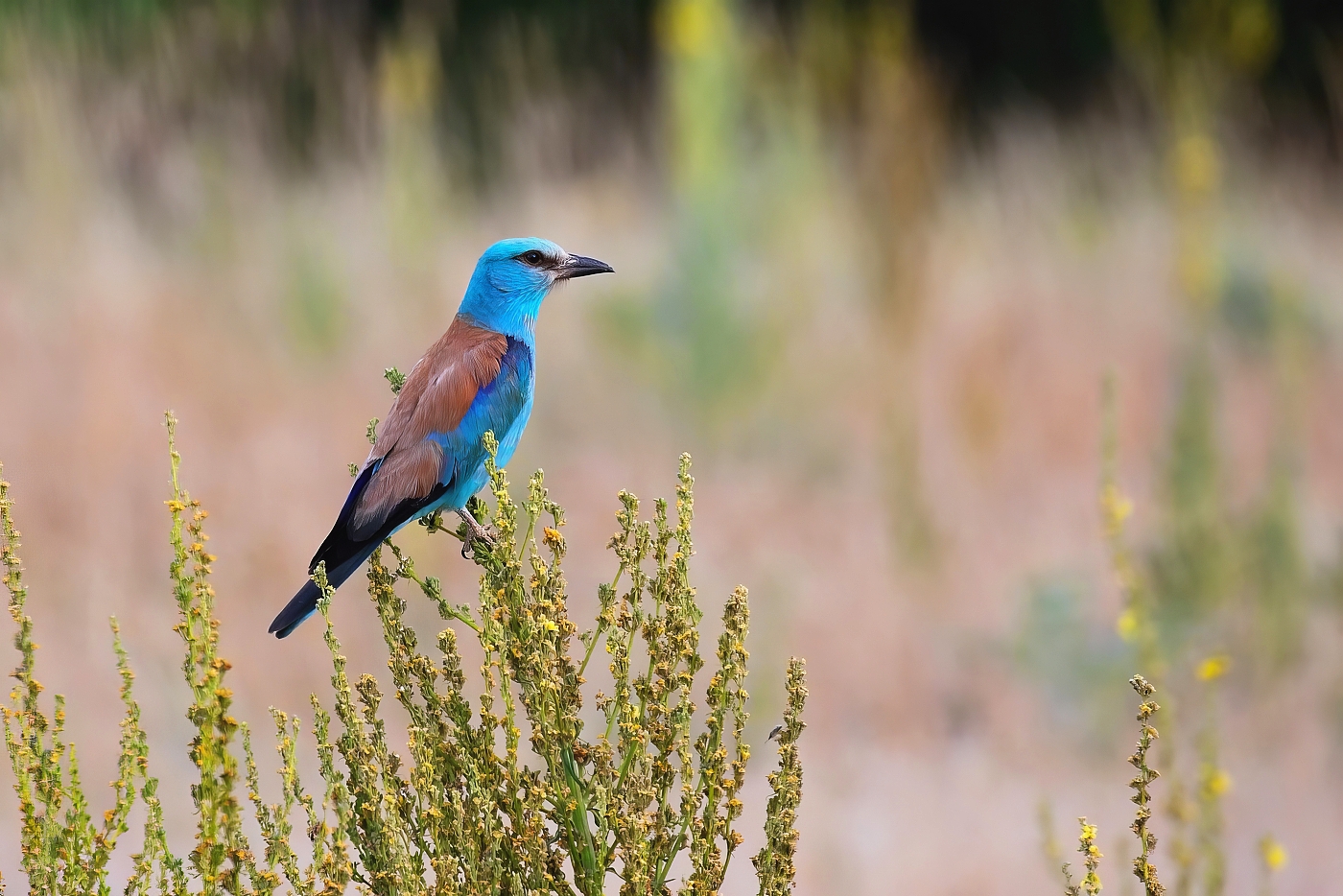 Mandelík hajní  ( Coracias garrulus )