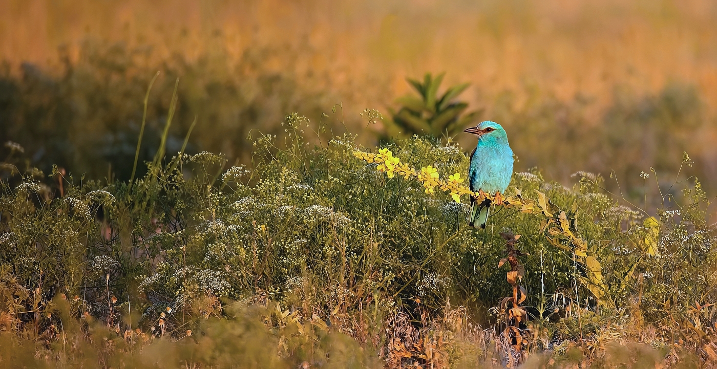 Mandelík hajní  ( Coracias garrulus )