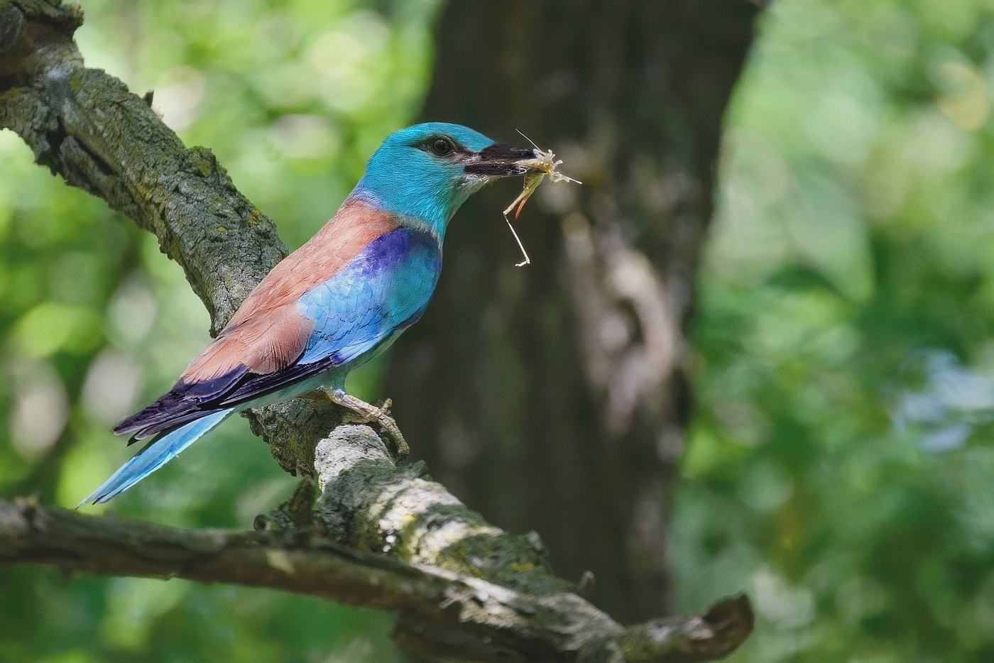 Mandelík hajní  ( Coracias garrulus )