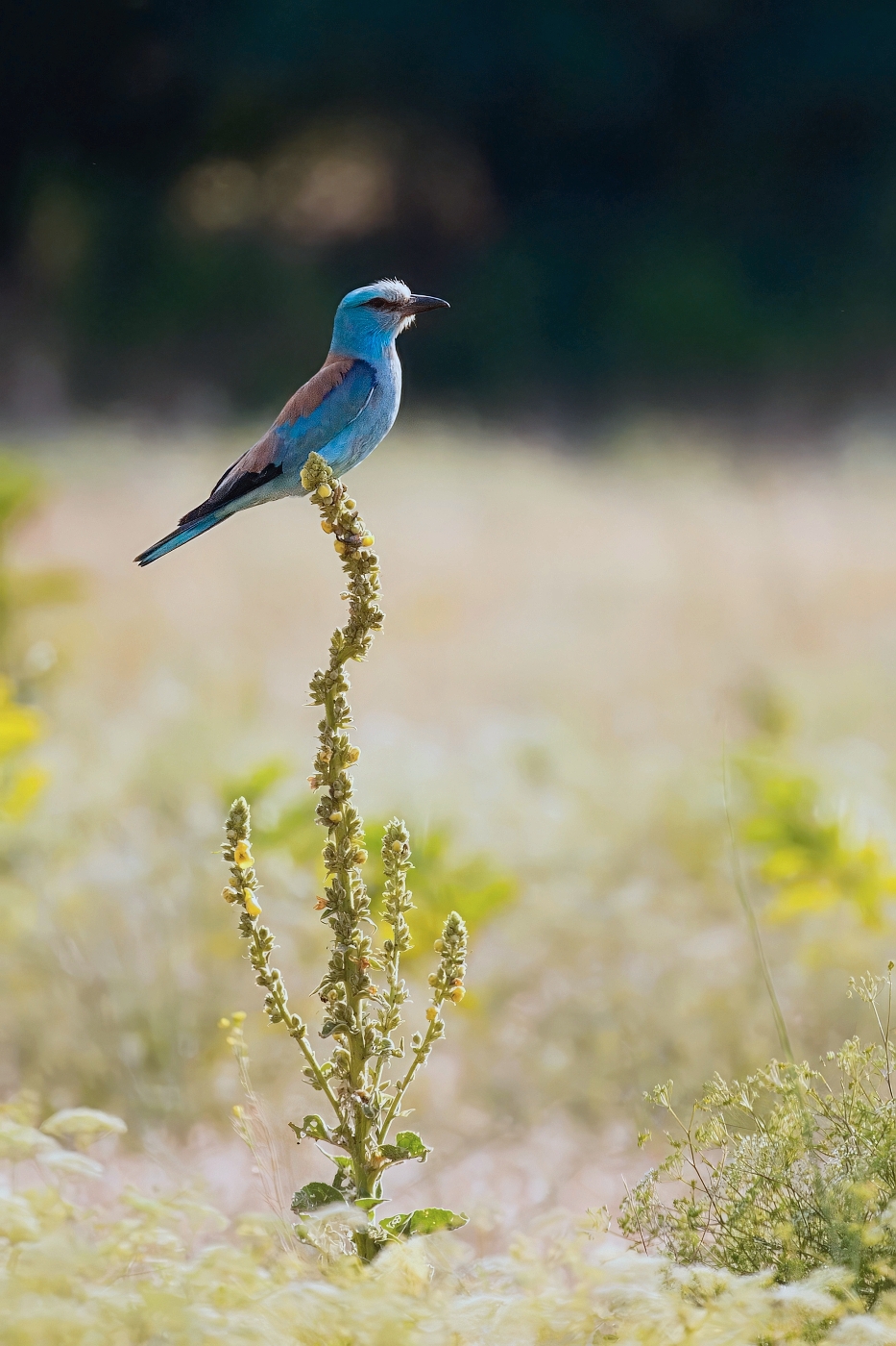 Mandelík hajní  ( Coracias garrulus )