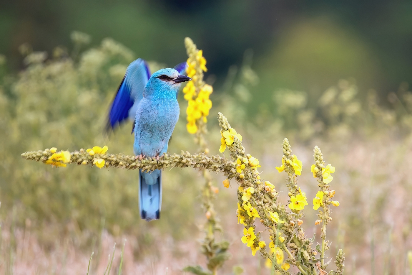 Mandelík hajní  ( Coracias garrulus )