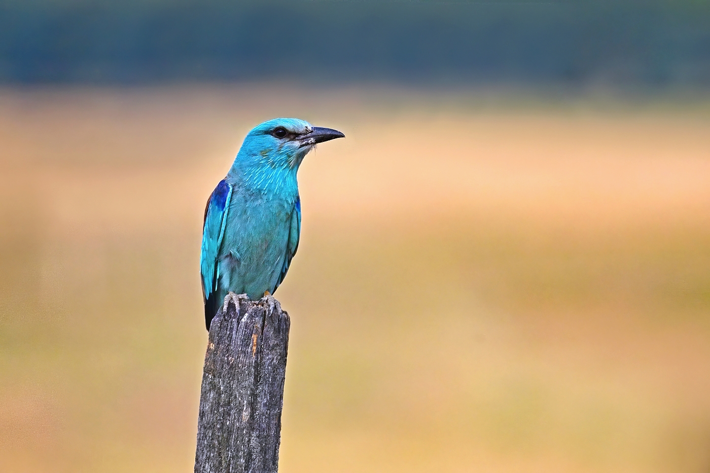 Mandelík hajní  ( Coracias garrulus )