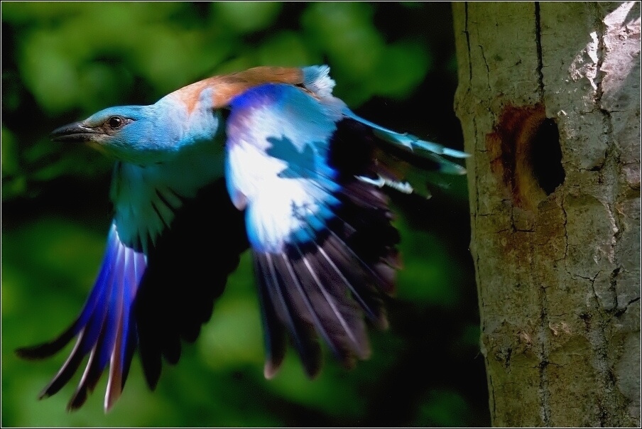 Mandelík hajní  / Coracias garrulus )