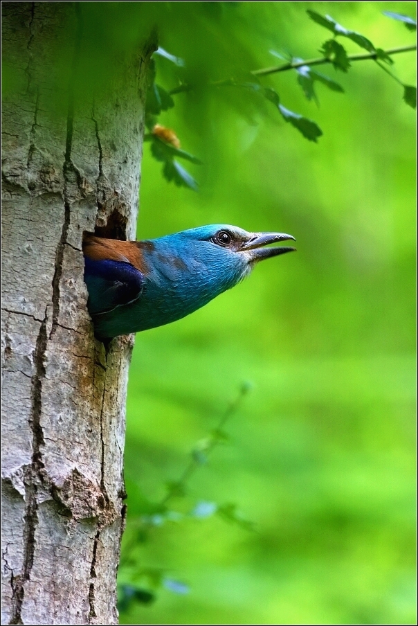 Mandelík hajní  / Coracias garrulus )