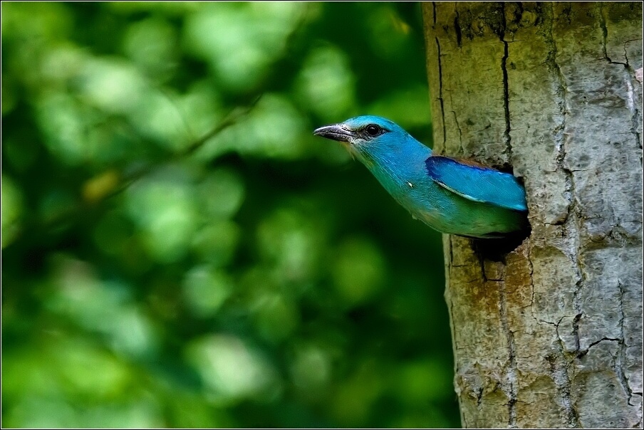 Mandelík hajní  / Coracias garrulus )