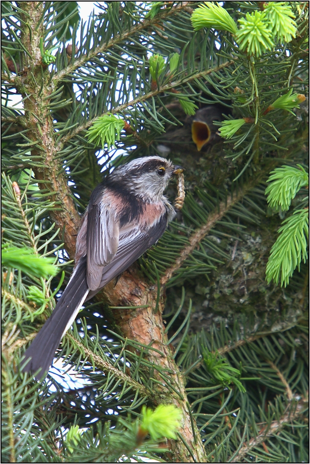 Mlynařík dlouhoocasý