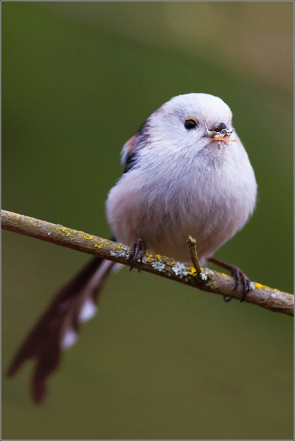 Mlynařík dlouhoocasý  ( Aegithalos caudatus )