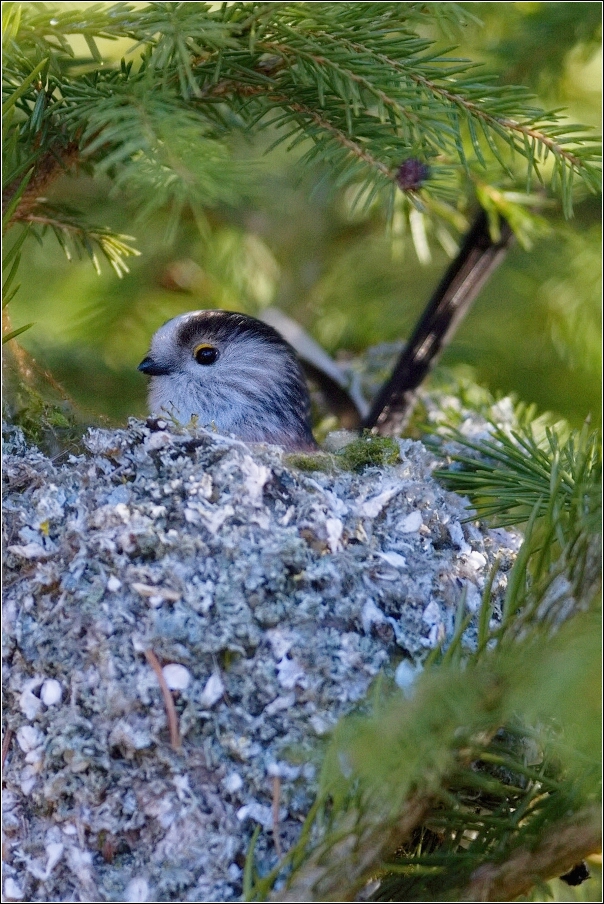 Mlynařík dlouhoocasý  ( Aegithalos caudatus )