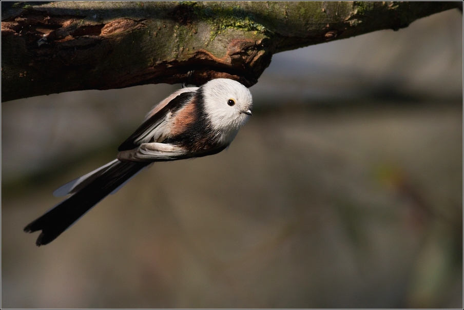 Mlynařík dlouhoocasý  ( Aegithalos caudatus )