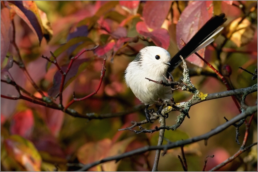 Mlynařík dlouhoocasý  ( Aegithalos caudatus )