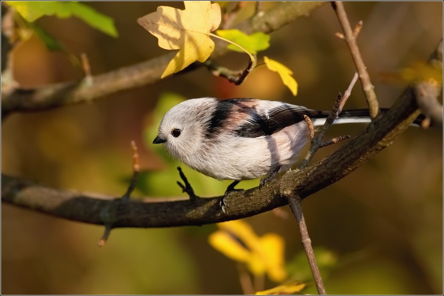 Mlynařík dlouhoocasý  ( Aegithalos caudatus )