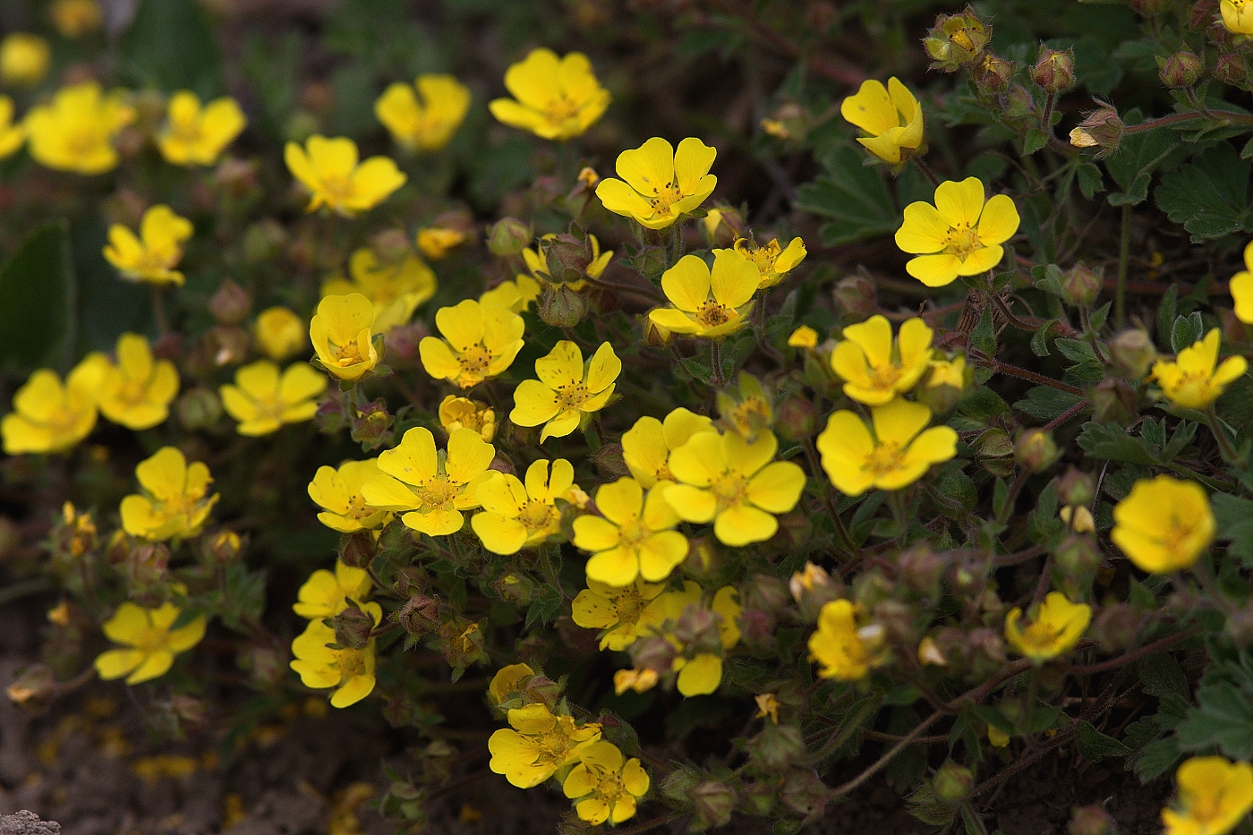 Mochna písečná ( Potentilla arenaria )