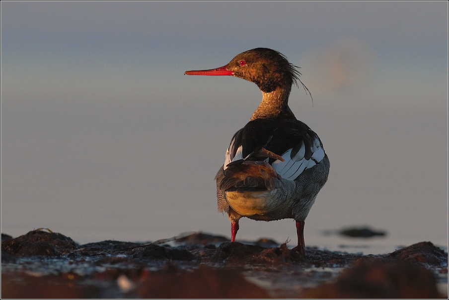 Morčák prostřední ( Mergus serrator )