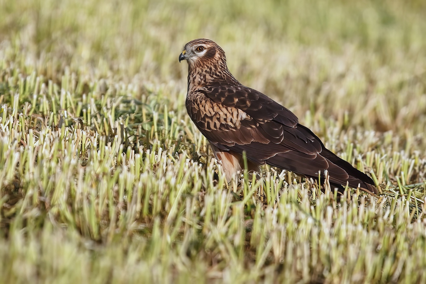 Moták lužní ( Cirkus pygargus )