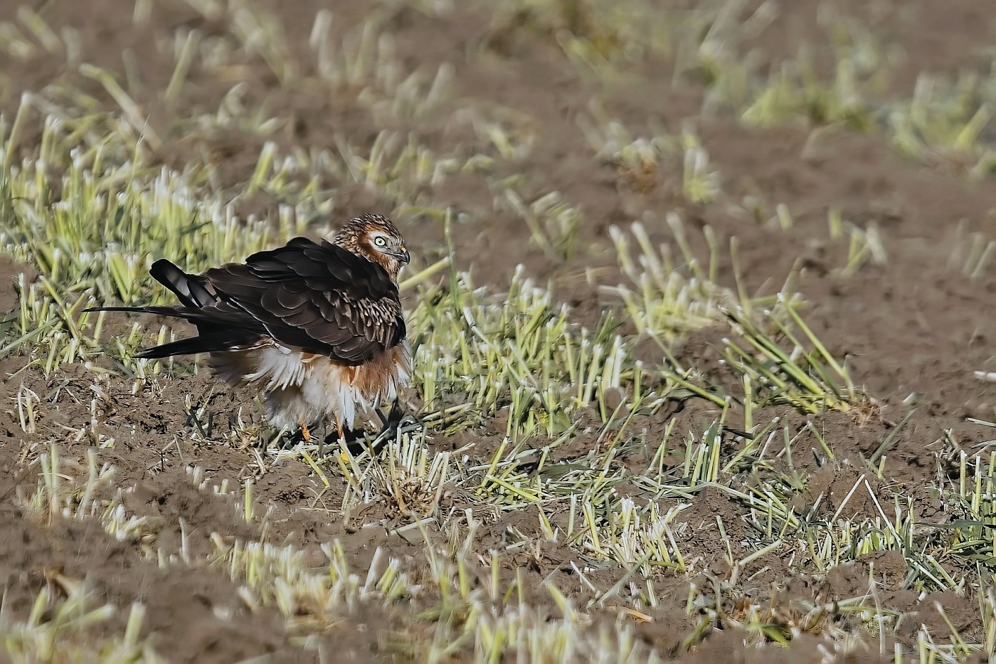 Moták lužní ( Cirkus pygargus )