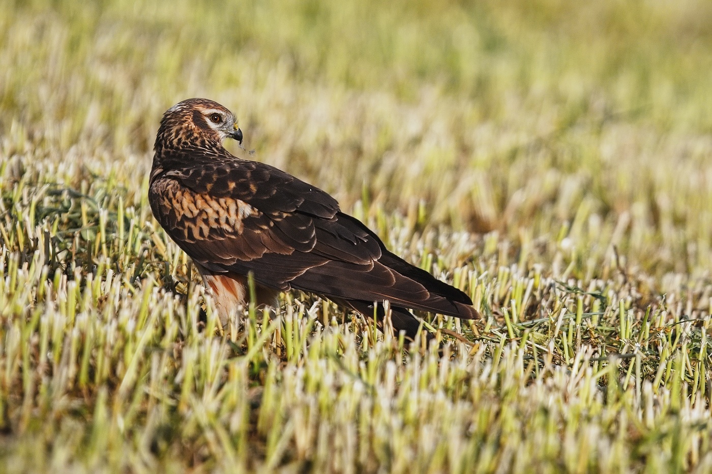 Moták lužní ( Cirkus pygargus )