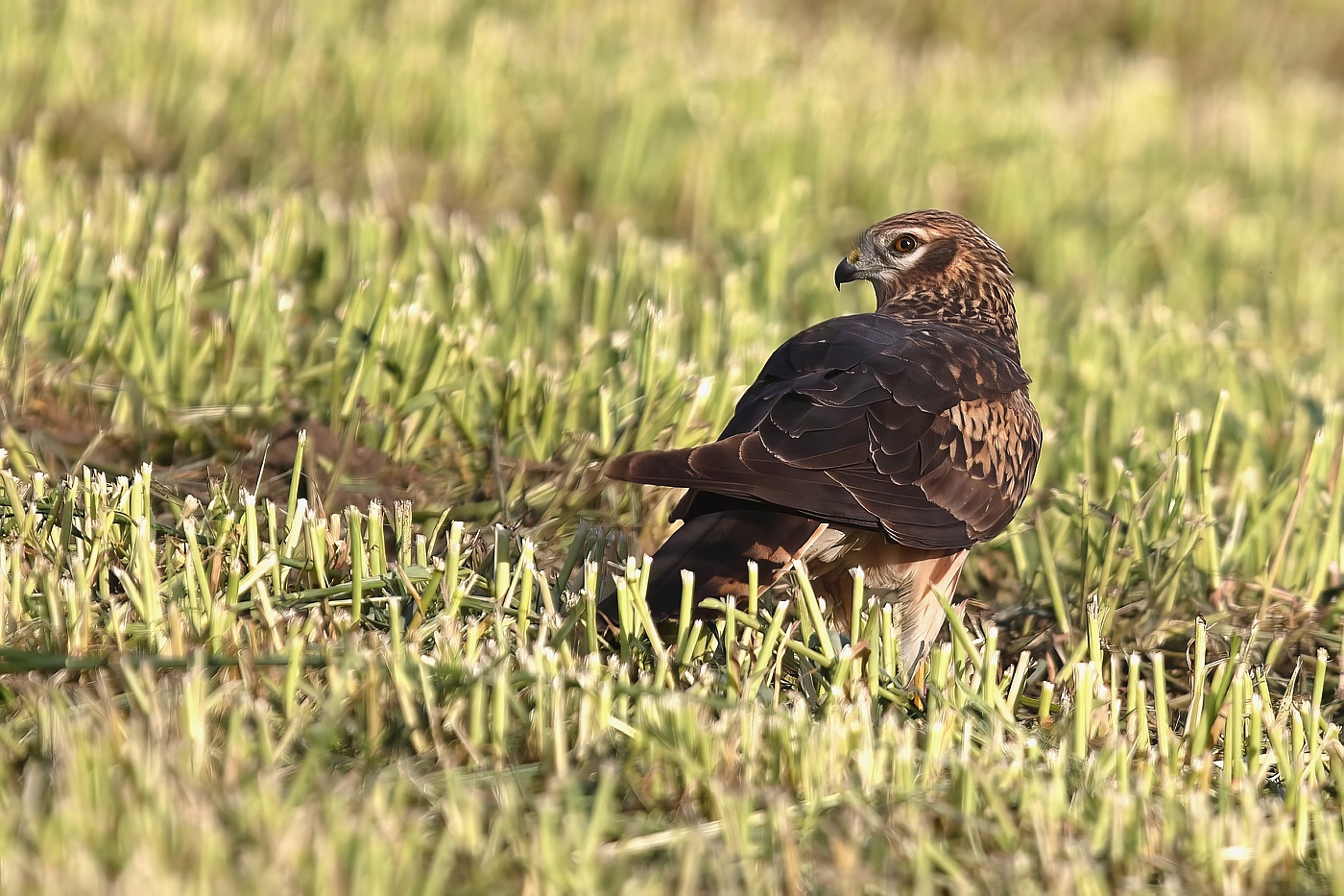 Moták lužní ( Cirkus pygargus )