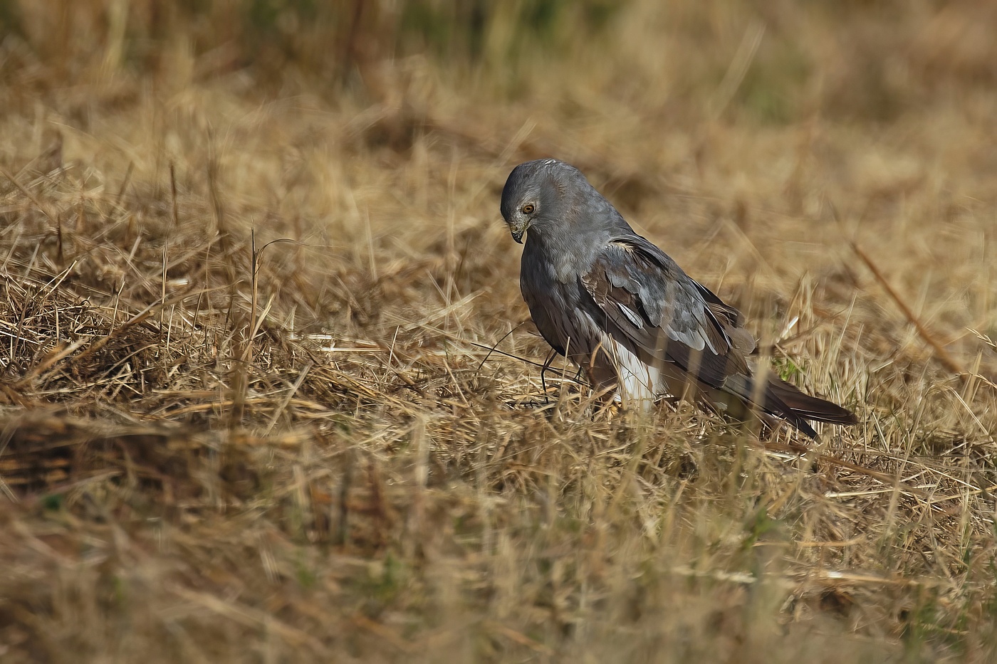 Moták lužní ( Cirkus pygargus )