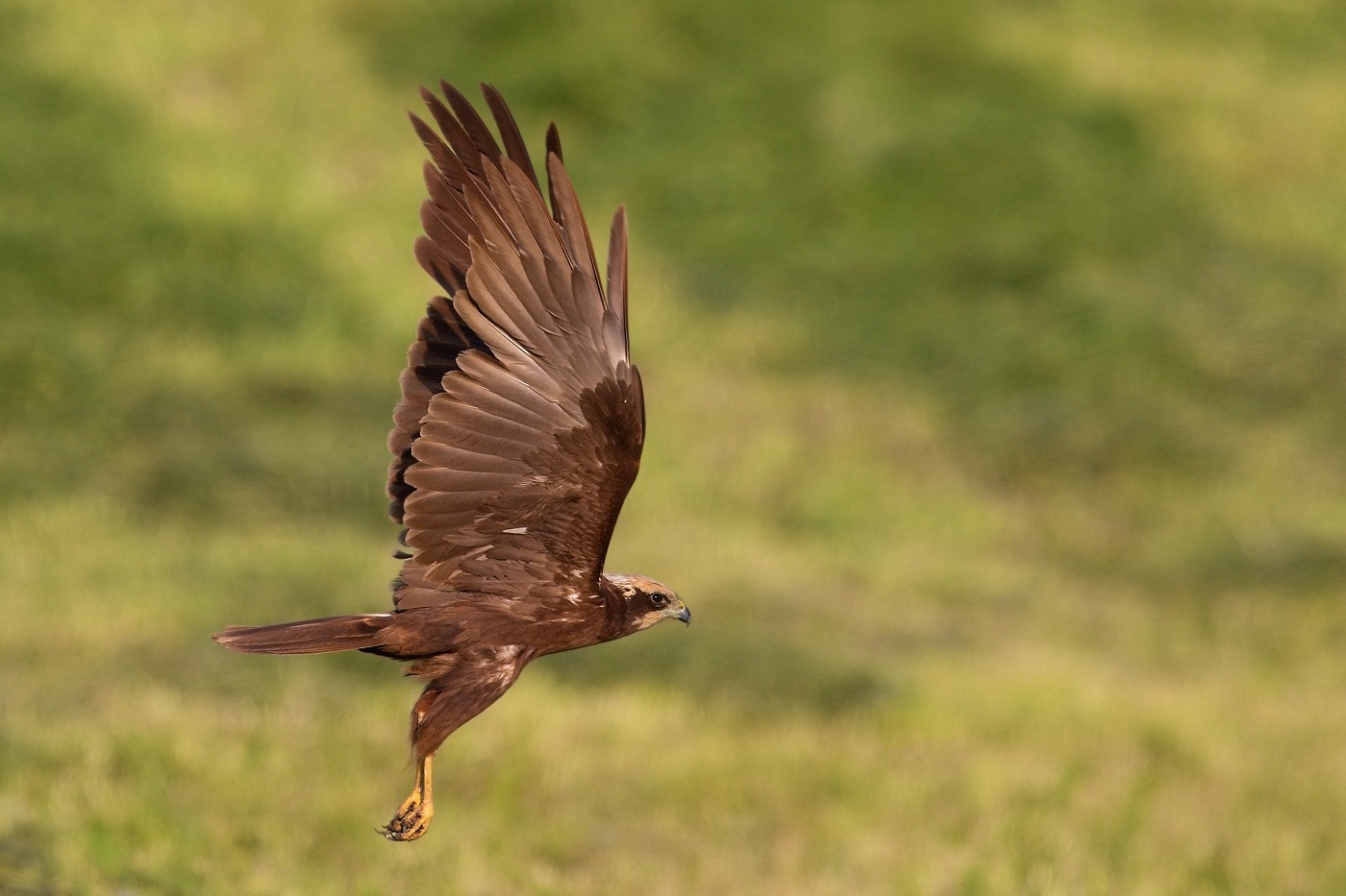 Moták pochop  ( Circus aeruginosus )