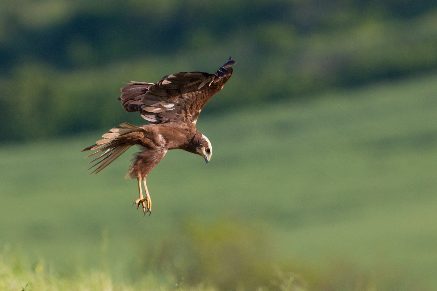 Moták pochop  ( Circus aeruginosus )
