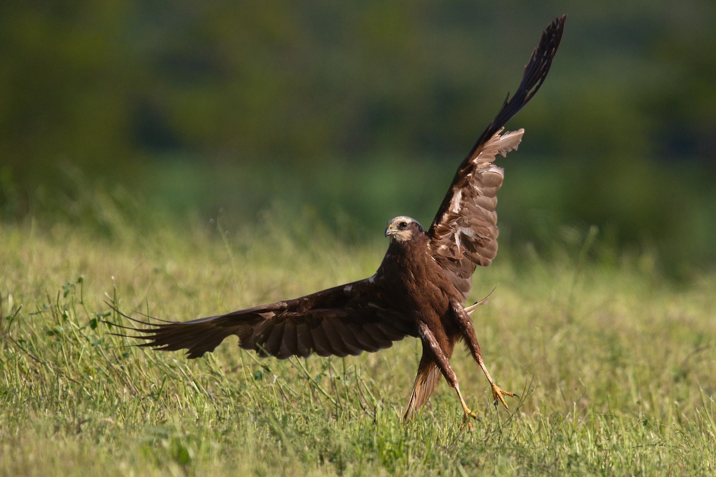Moták pochop  ( Circus aeruginosus )