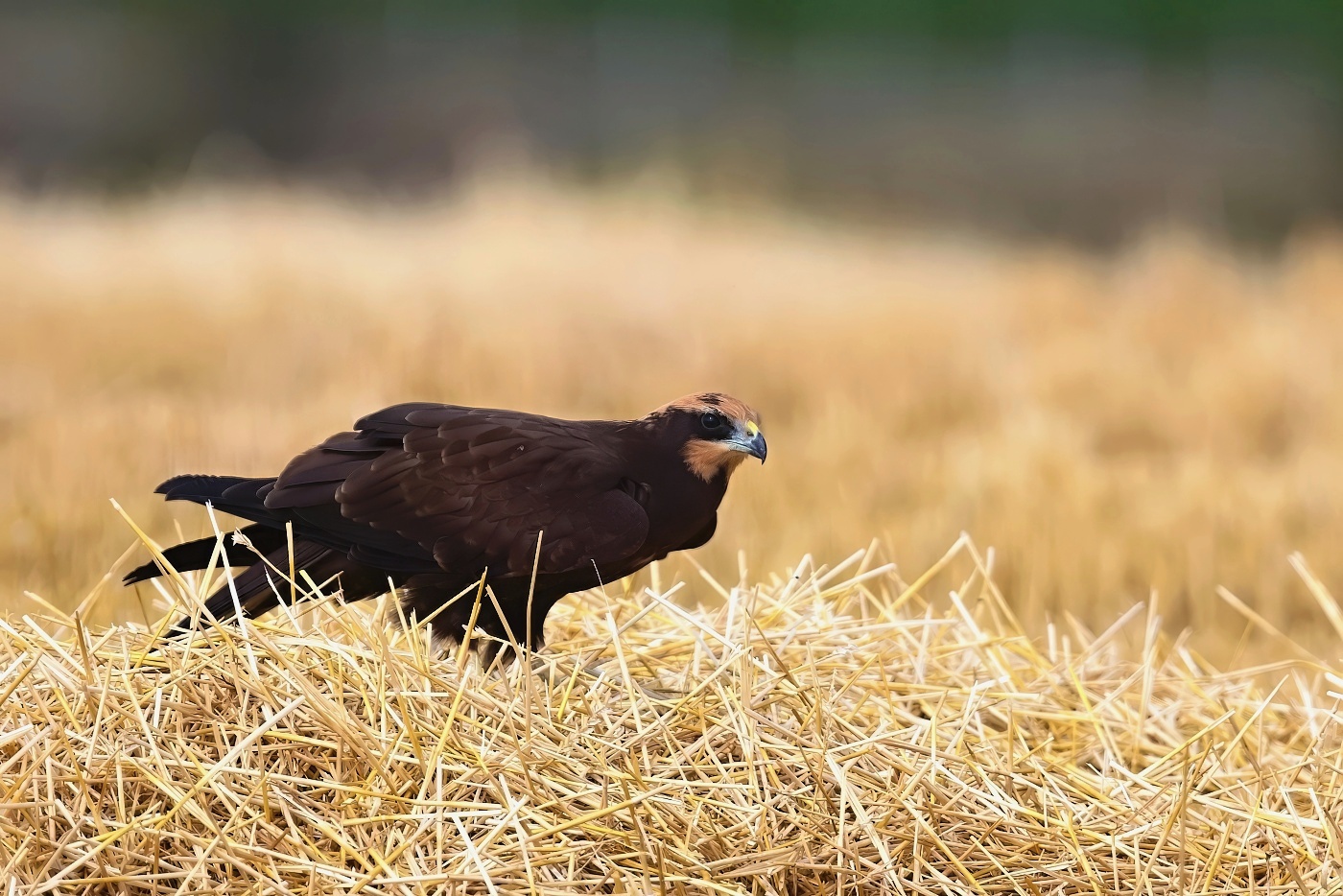 Moták pochop  ( Circus aeruginosus )