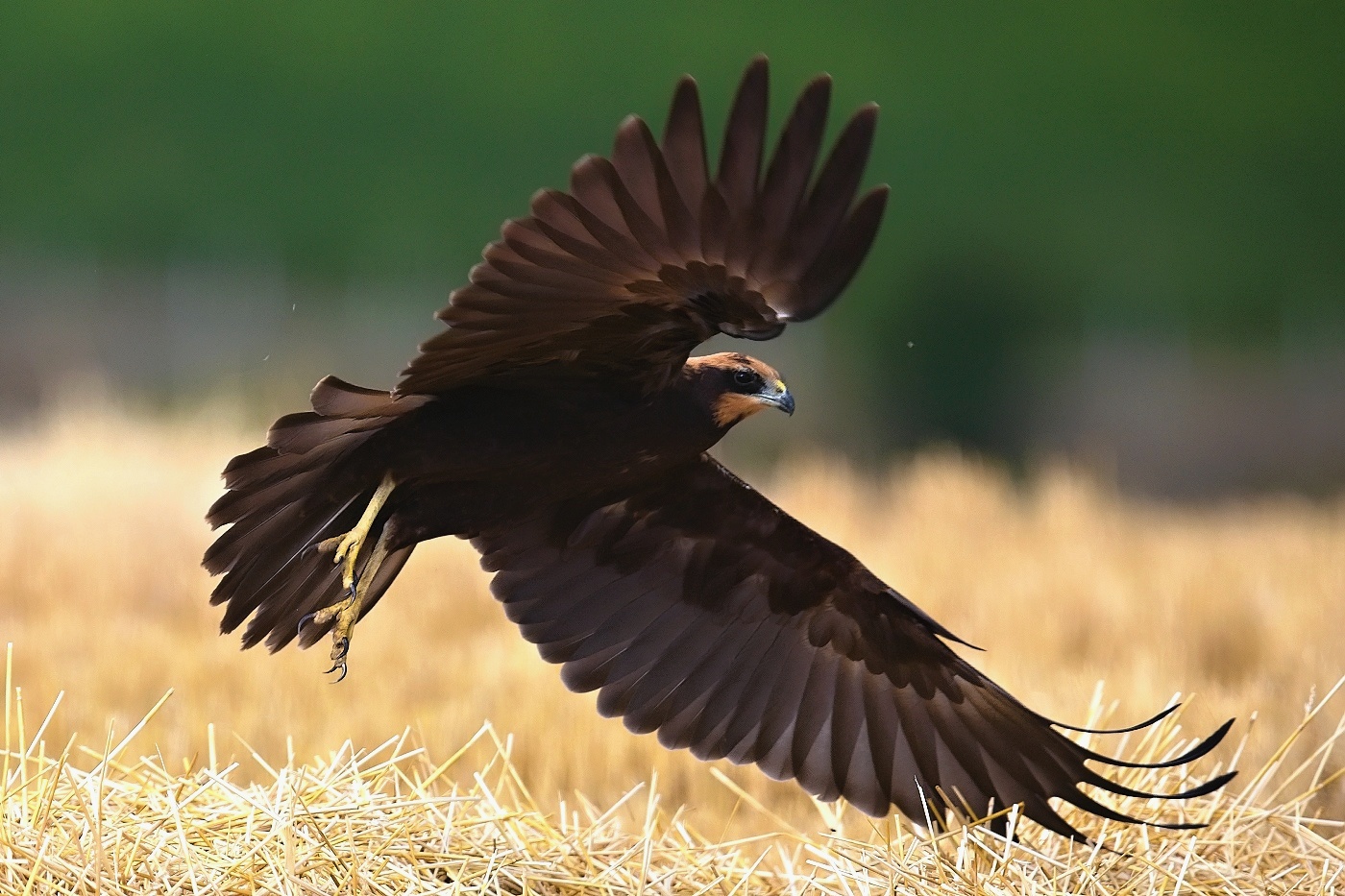Moták pochop  ( Circus aeruginosus )