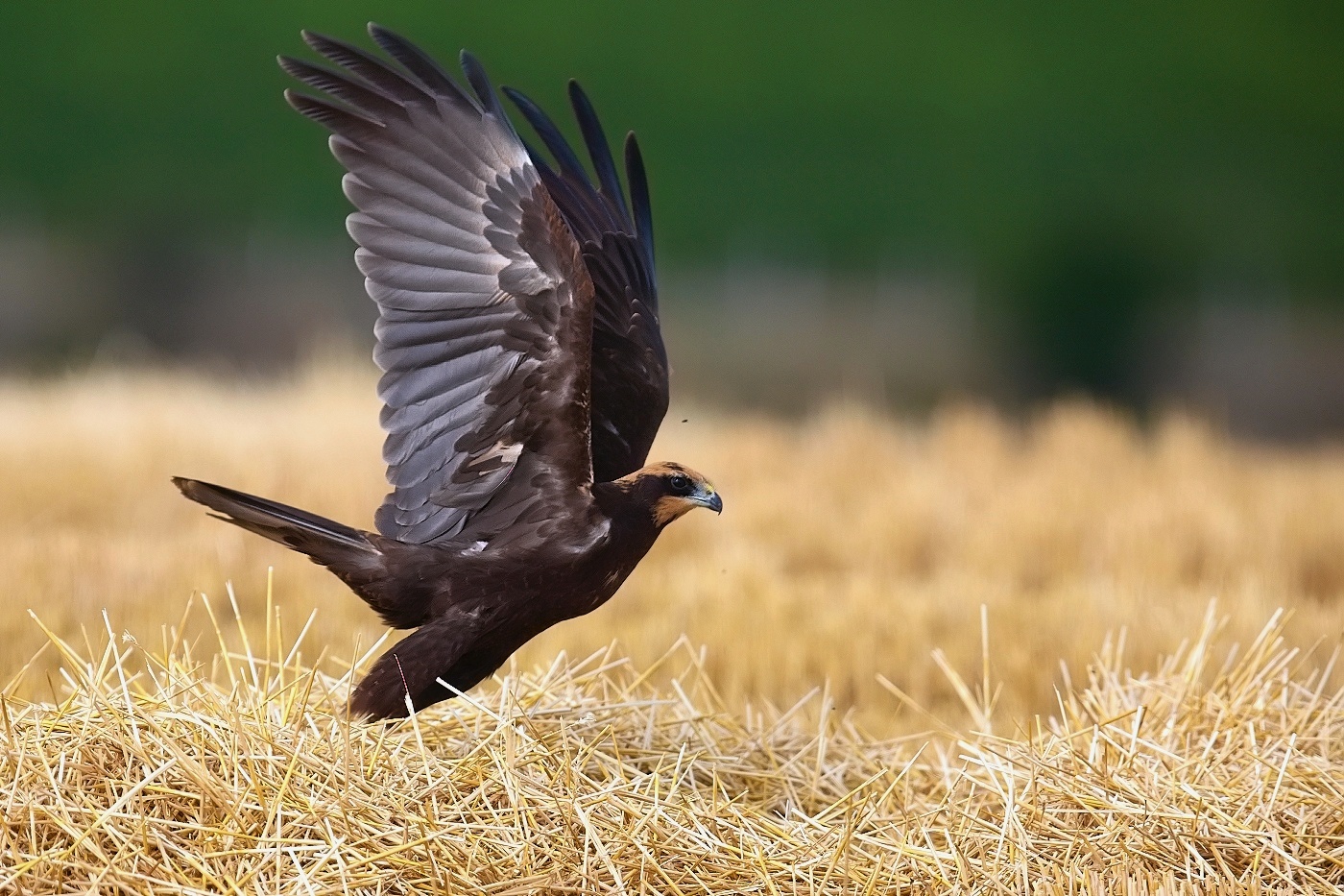 Moták pochop  ( Circus aeruginosus )