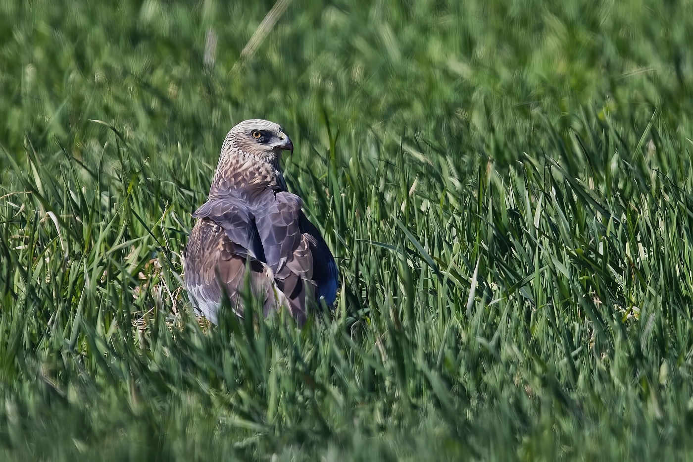 Moták pochop  ( Circus aeruginosus )