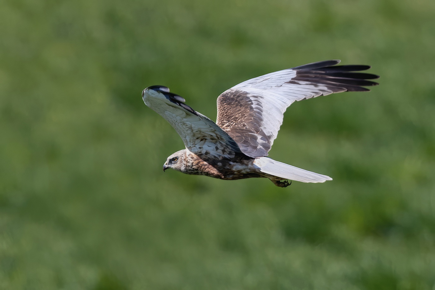 Moták pochop  ( Circus aeruginosus )