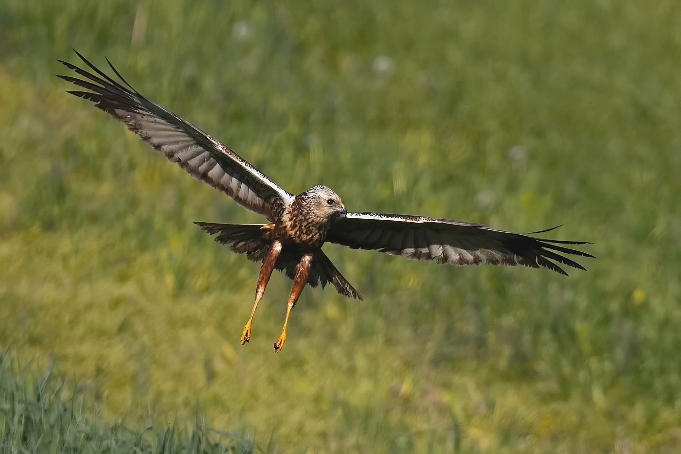 Moták pochop  ( Circus aeruginosus )