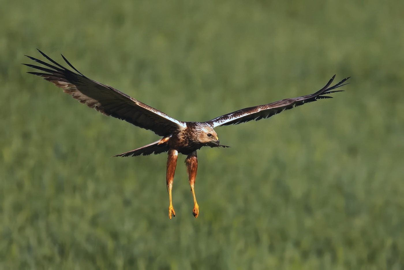 Moták pochop  ( Circus aeruginosus )