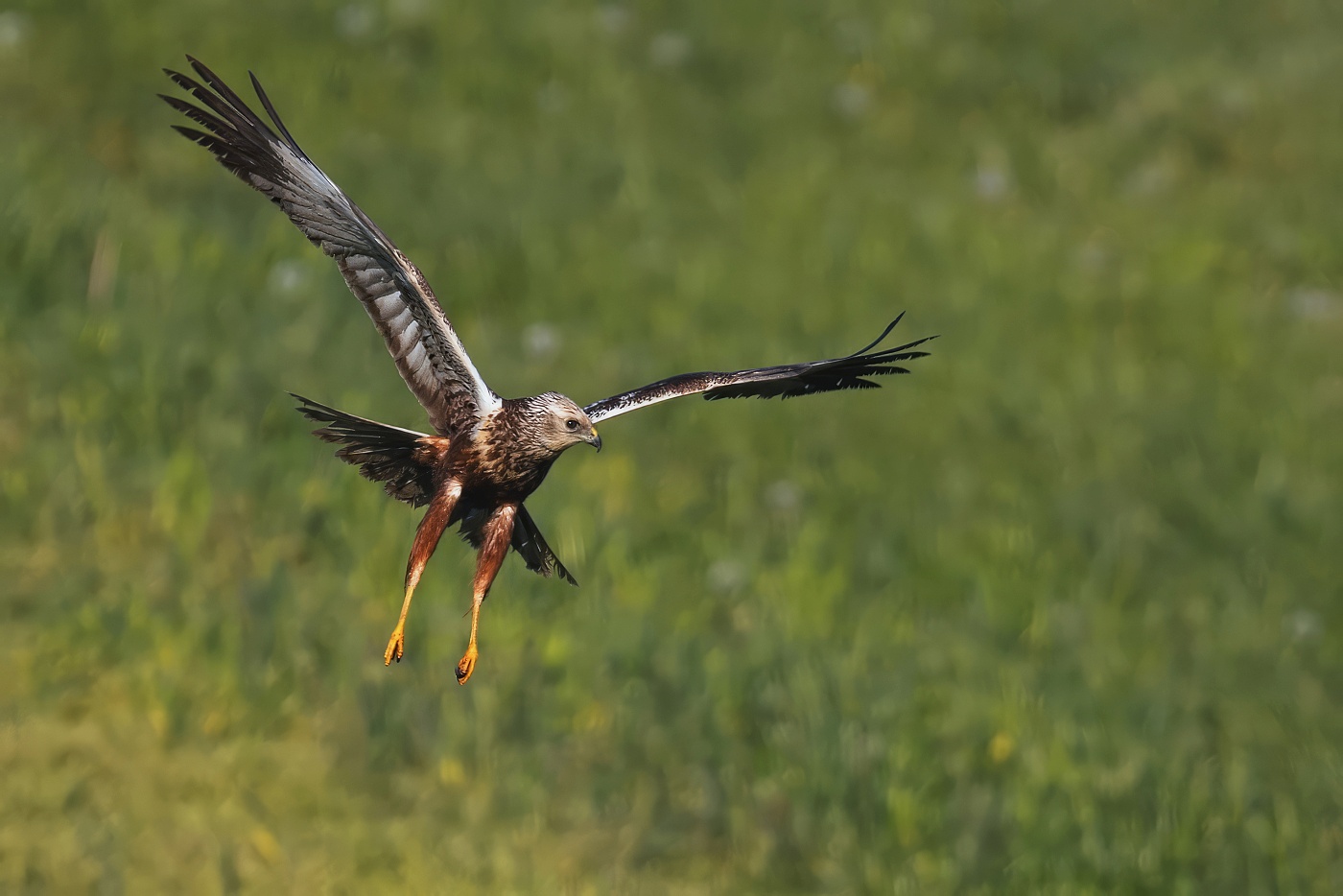 Moták pochop  ( Circus aeruginosus )