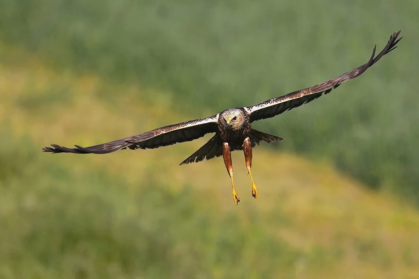 Moták pochop  ( Circus aeruginosus )