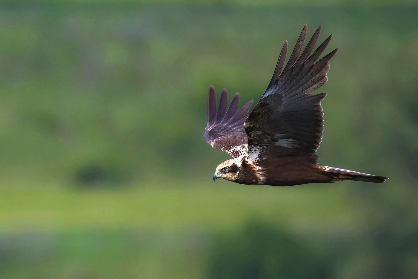 Moták pochop  ( Circus aeruginosus )