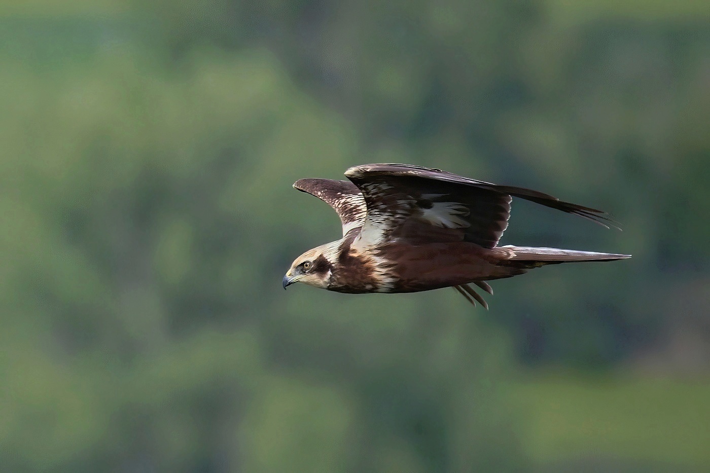 Moták pochop  ( Circus aeruginosus )